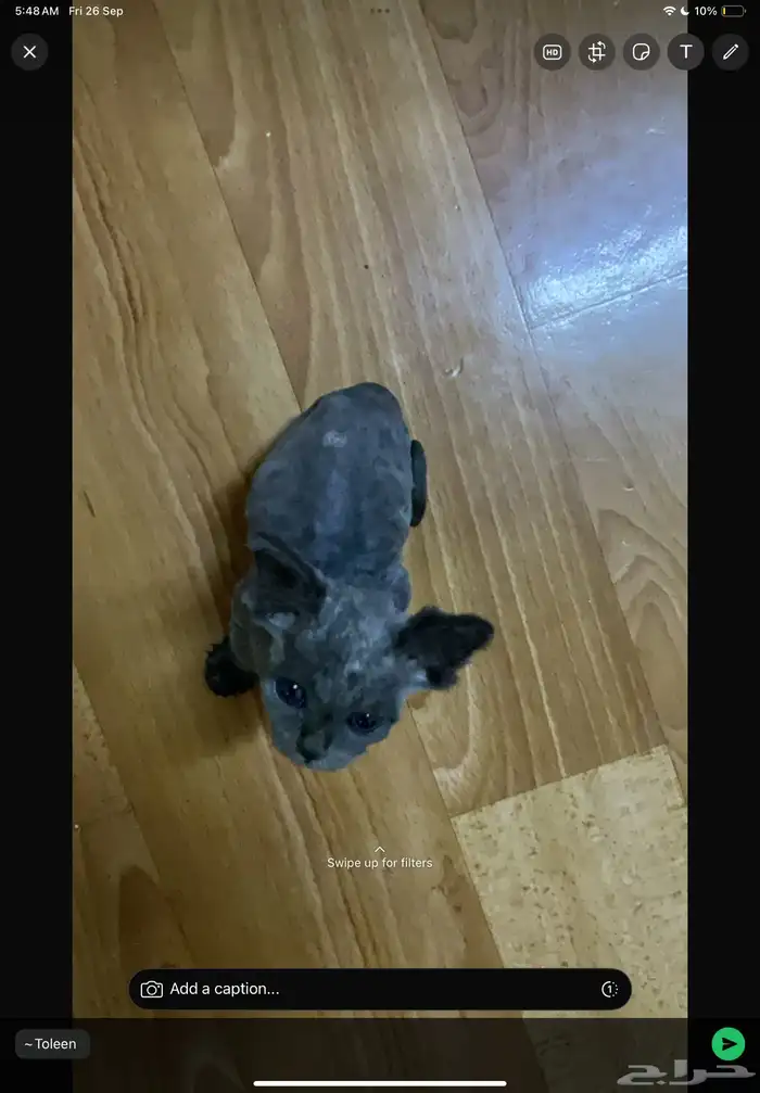 قطط صغيرة للتبني و تحتاج علاج 1