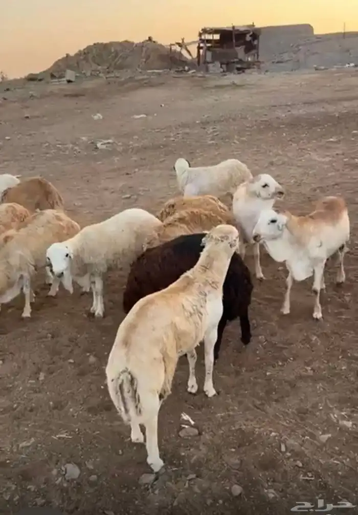 غنم رفيدي جذعان فل 2
