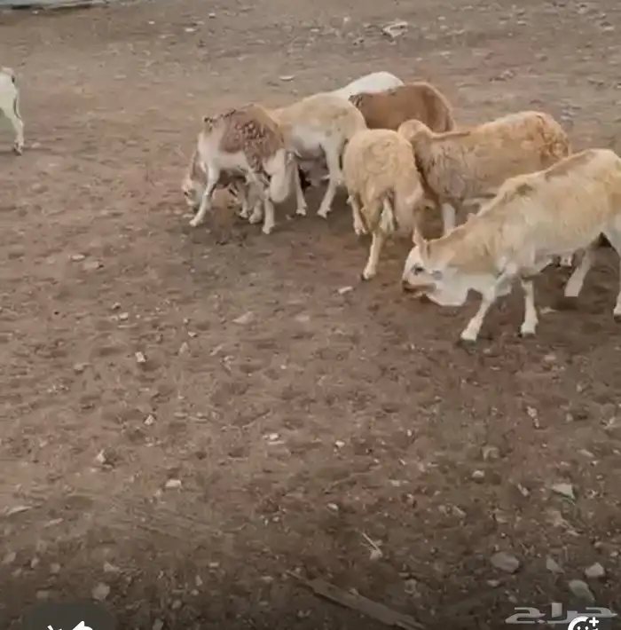 غنم رفيدي جذعان فل 3