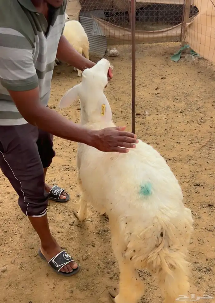رخال جذعة 4