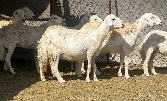 ضان حريات 8