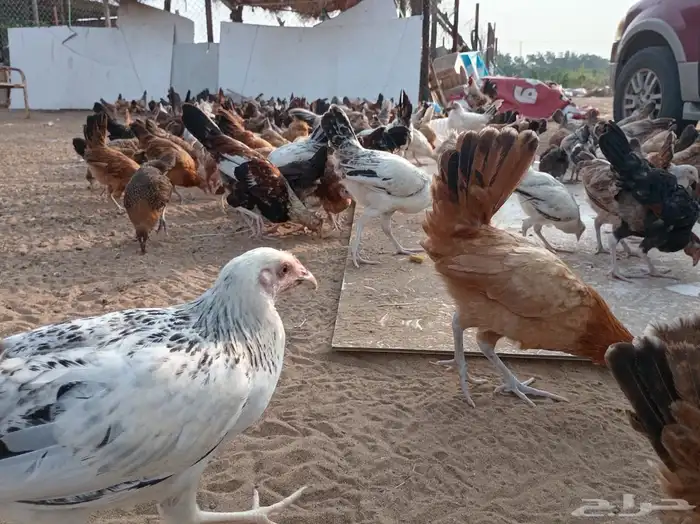 فروخ دجاج صحة توب 0