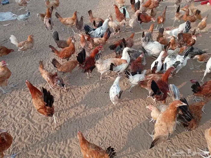 فروخ دجاج صحة توب 3