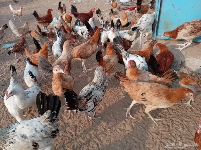 فروخ دجاج صحة توب 5
