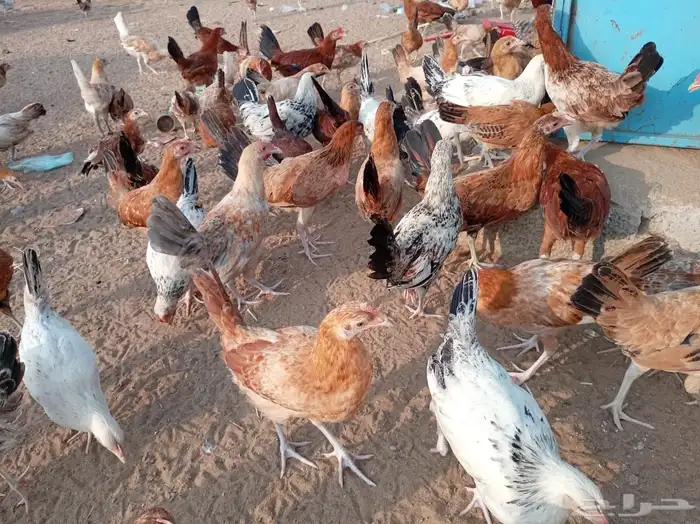 فروخ دجاج صحة توب 2