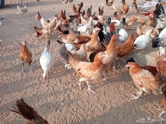 فروخ دجاج صحة توب 4