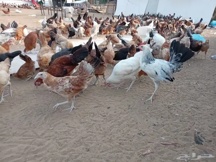 فروخ دجاج صحة توب 1