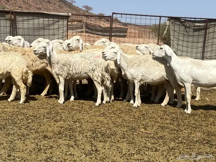 ضان حريات 10
