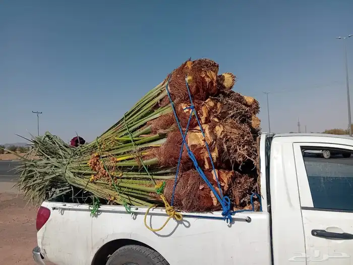 صقعي سكري مجدول 6