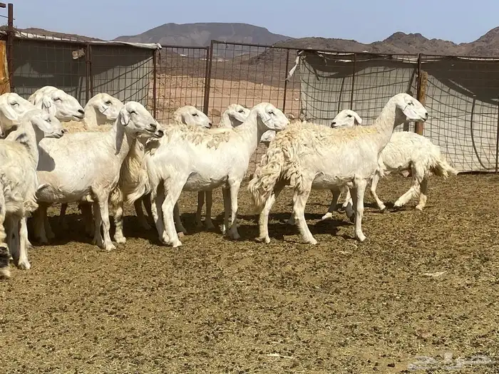 ضان حريات 2
