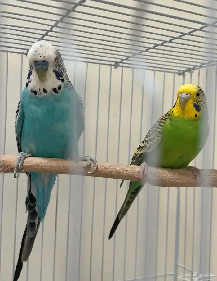 طيور بادجي 0