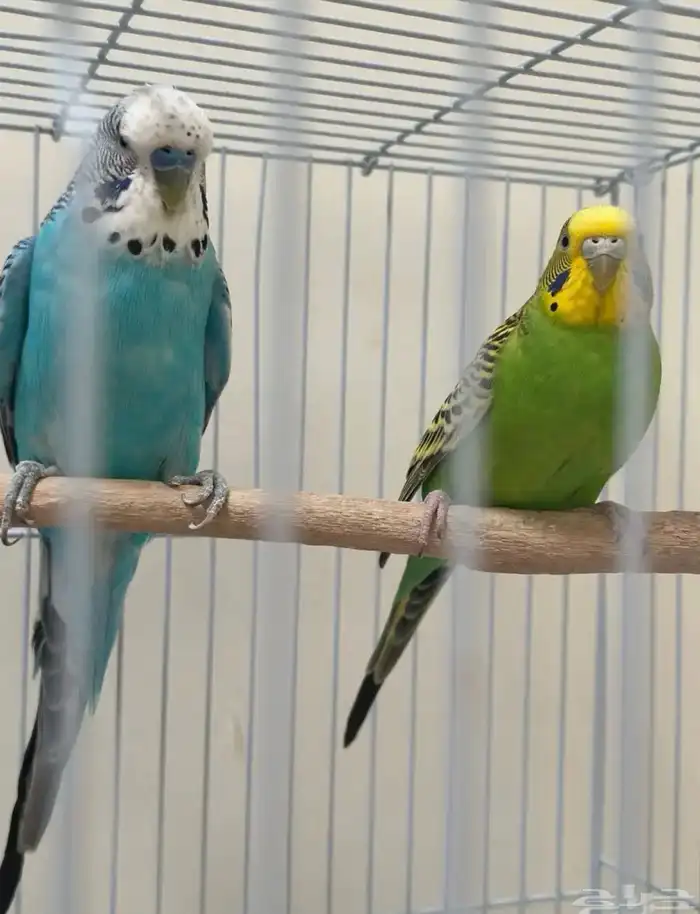 طيور بادجي 1