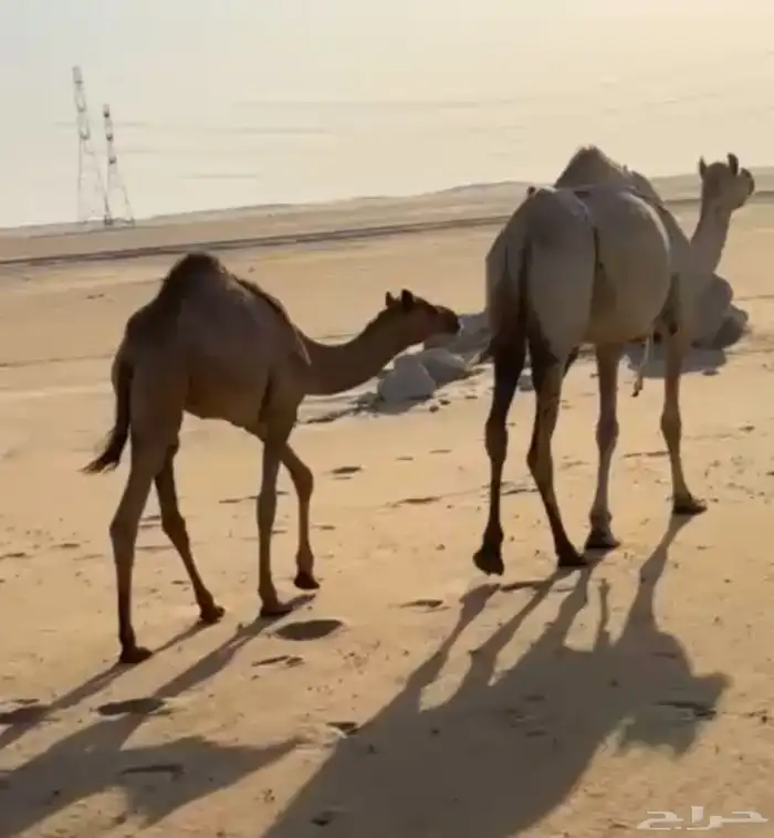 هجن 0