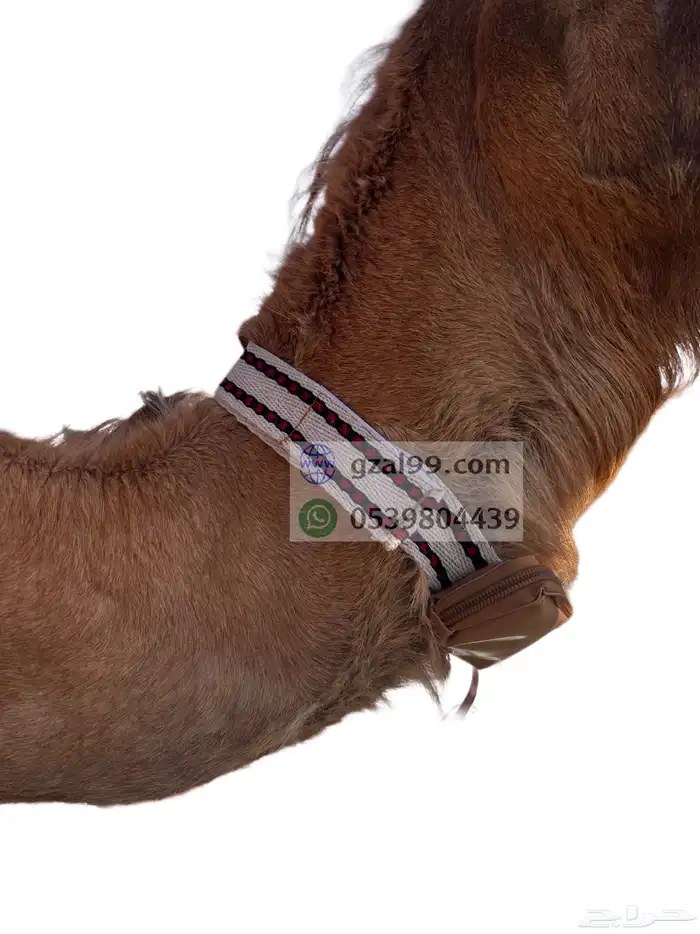 جراب جهاز تتبع للإبل 1