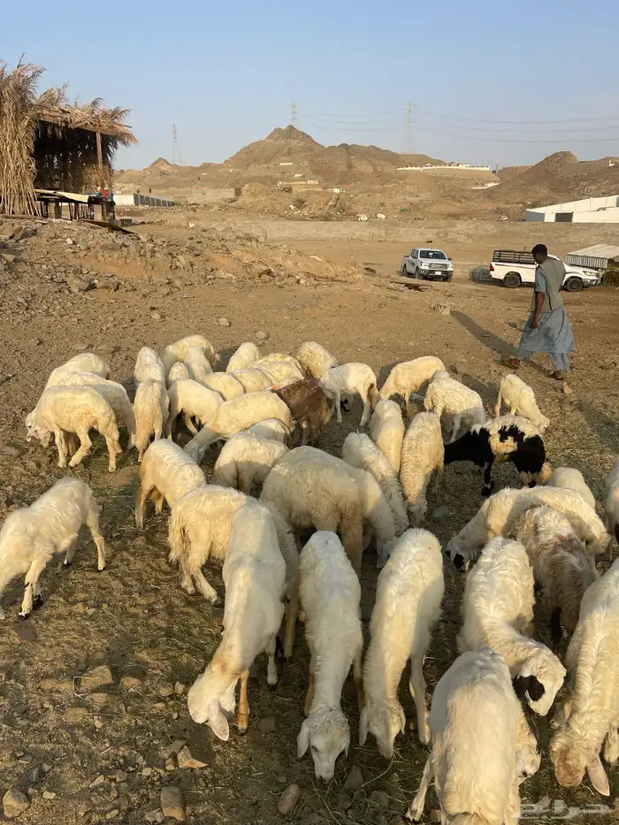 طليان ورخال حرية 2