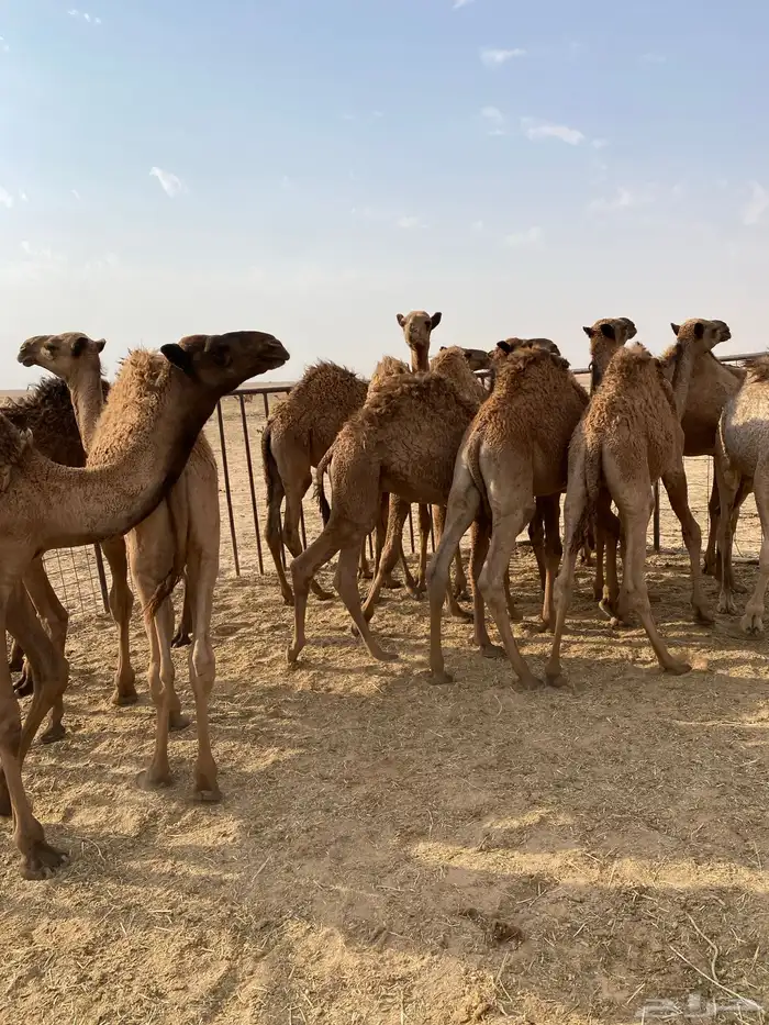 للبيع حشو بريه 3