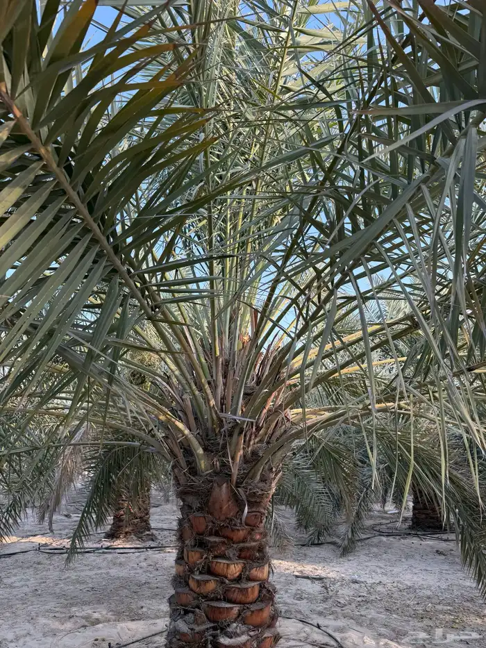 نخيل خلاص طيب جدا 5