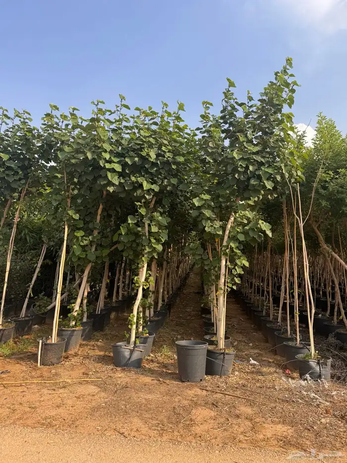 ترمناليا نيم لبخ بونسيانا استركوليا دومبيا حمضيات عطريات 34