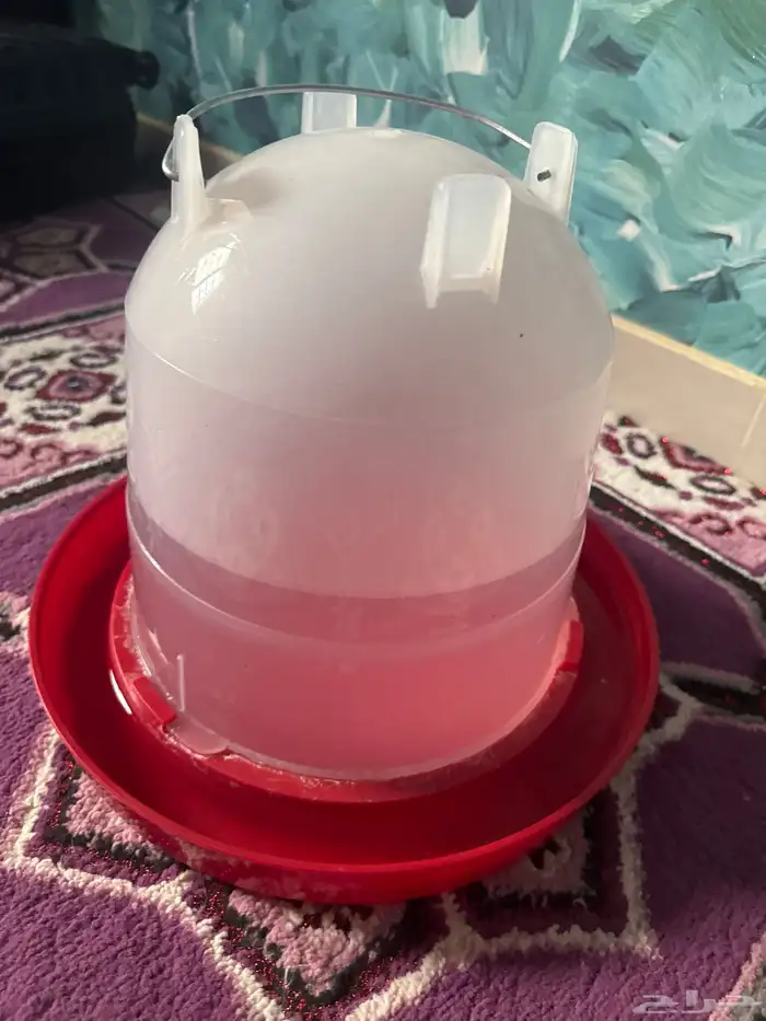 قطة شيرازى للتبنى 9