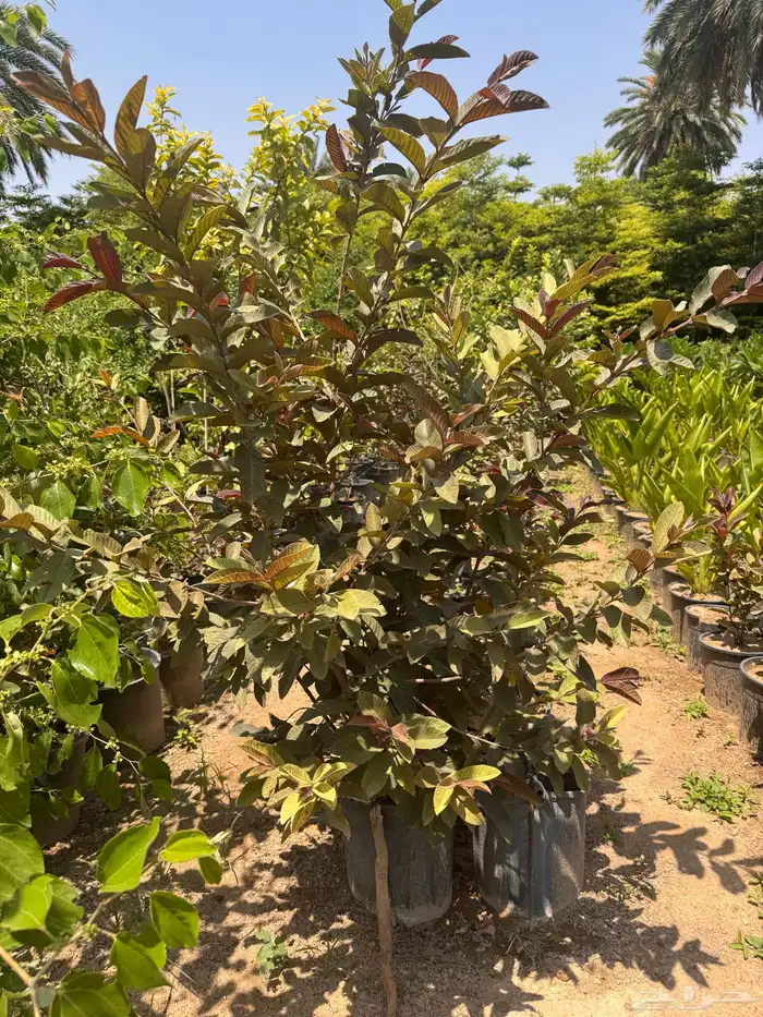 ترمناليا نيم لبخ بونسيانا استركوليا دومبيا حمضيات عطريات 35