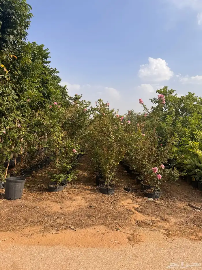 ترمناليا نيم لبخ بونسيانا استركوليا دومبيا حمضيات عطريات 28