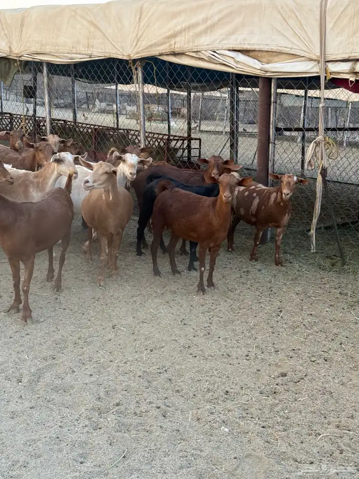 معزاء دهم كفو 0