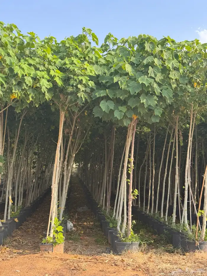 ترمناليا نيم لبخ بونسيانا استركوليا دومبيا حمضيات عطريات 23