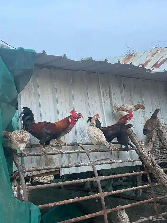 للبيع مراح دجاج كلها ب الف ريال بس 4