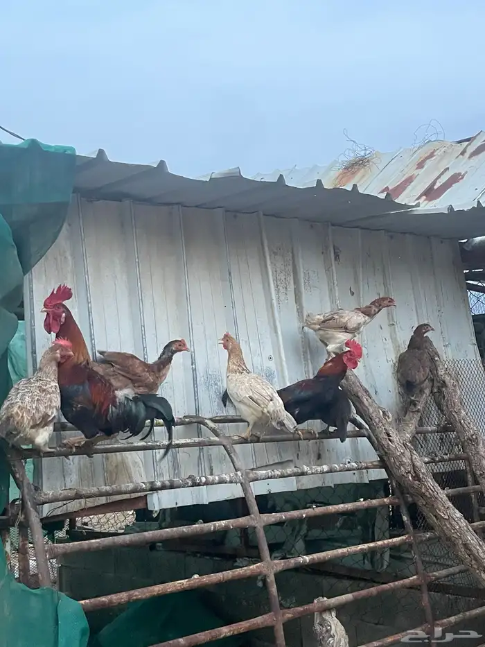 للبيع مراح دجاج كلها ب الف ريال بس 5