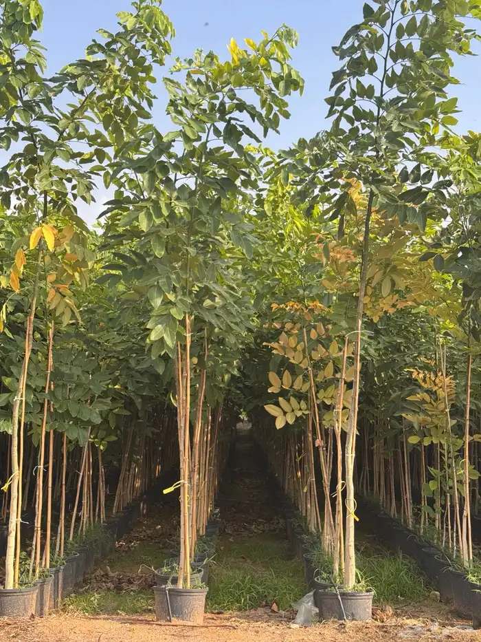 ترمناليا نيم لبخ بونسيانا استركوليا دومبيا حمضيات عطريات 22