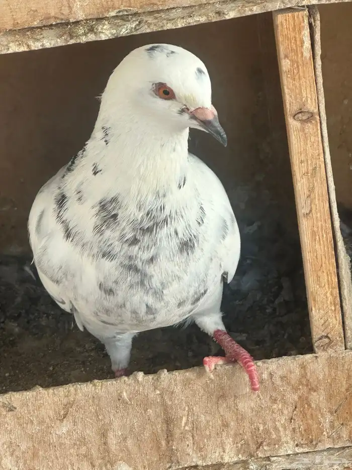 تم البيع 18