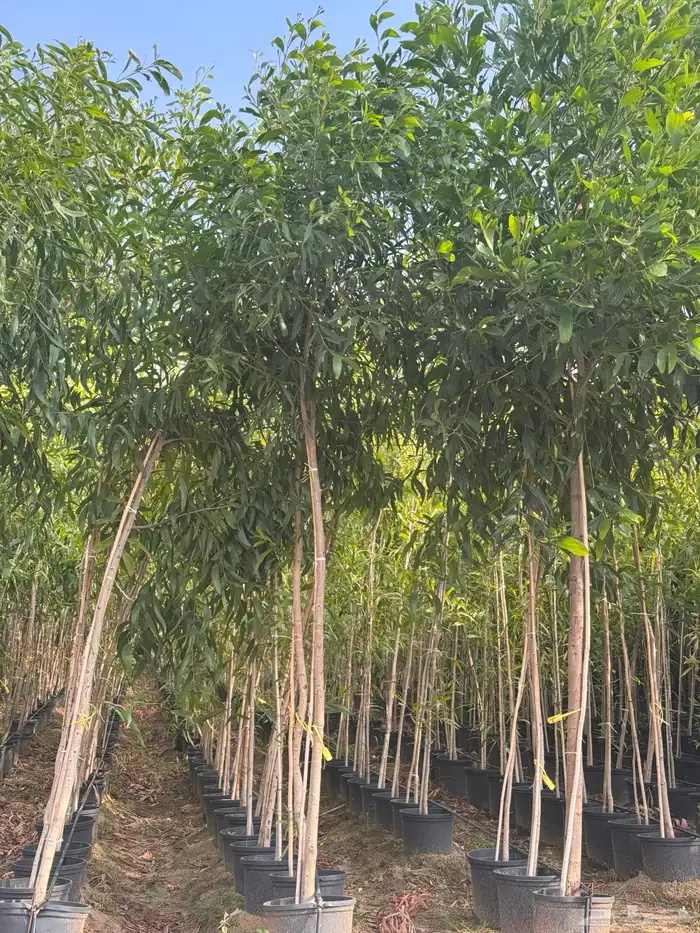 ترمناليا نيم لبخ بونسيانا استركوليا دومبيا حمضيات عطريات 20