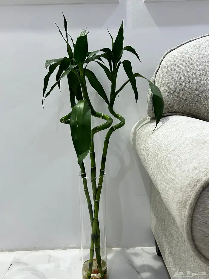 هدايا نباتات داخلية 20