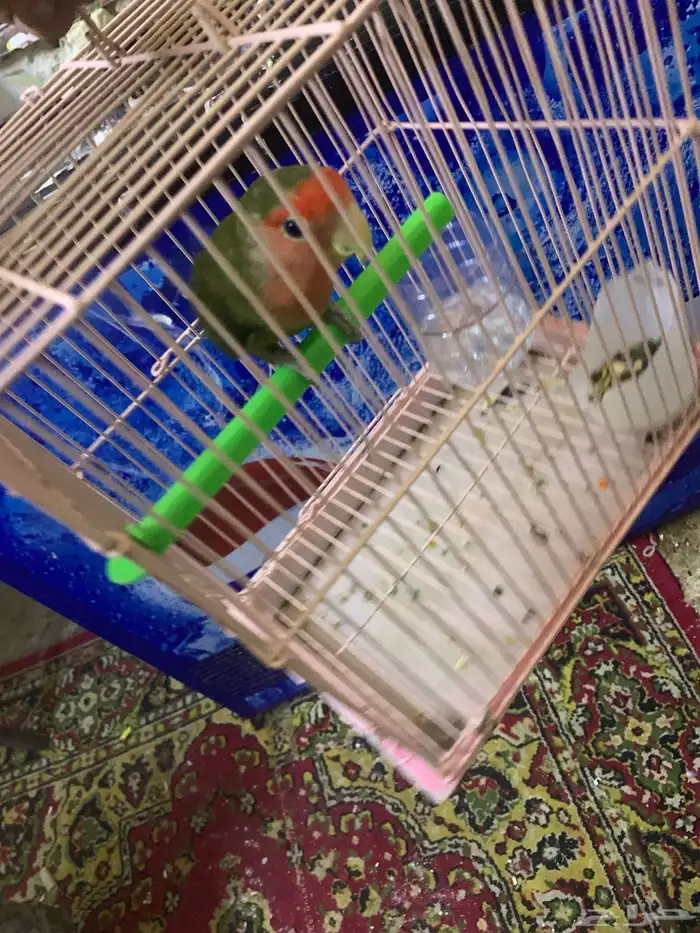 عندي انتا روز جهز 5