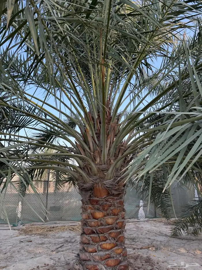 نخيل خلاص طيب جدا 3