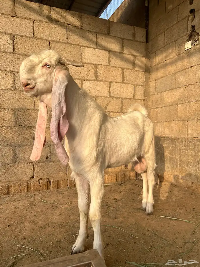 تيس مطور ابيض خصم 1
