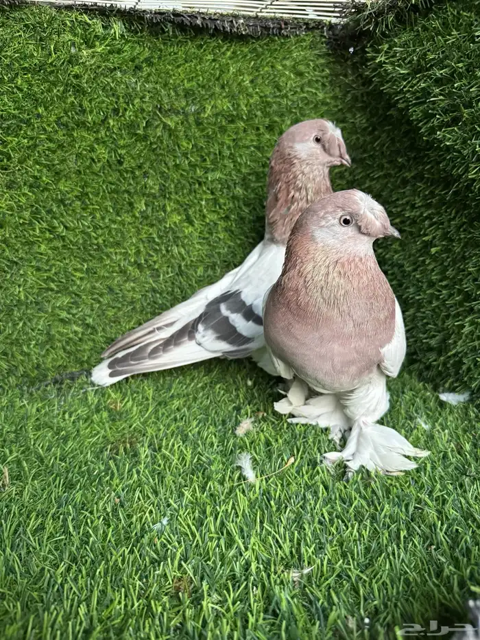 زوج تركي وردي 2