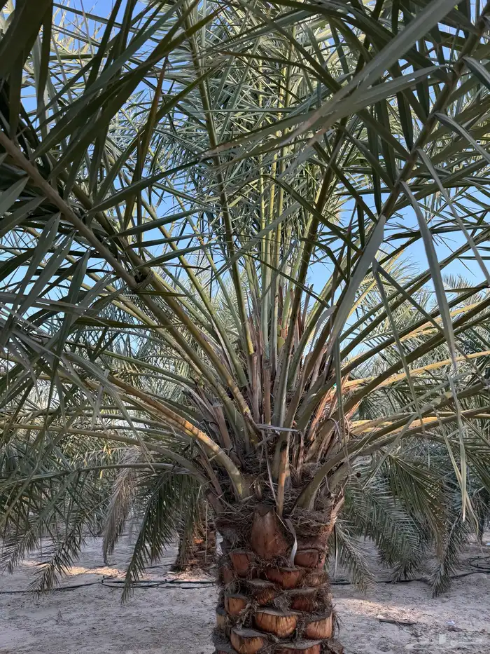 نخيل خلاص طيب جدا 4