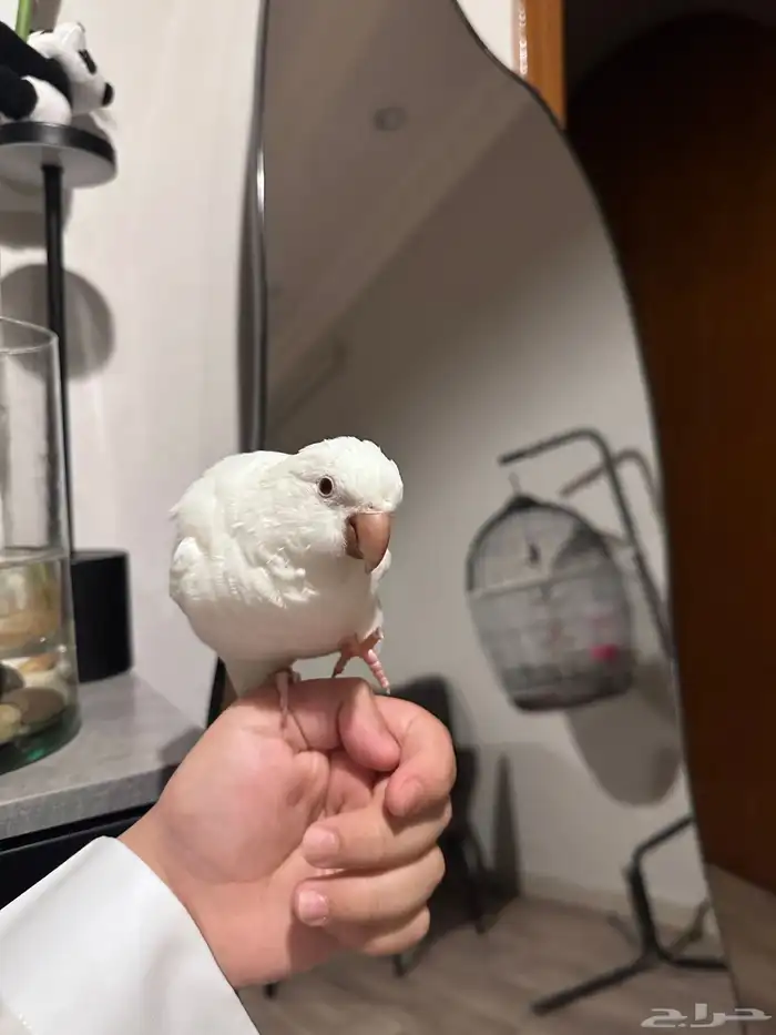 الي عنده طيور تبني انا استقبلها وعندي خبرها مريضة او سليمة 1