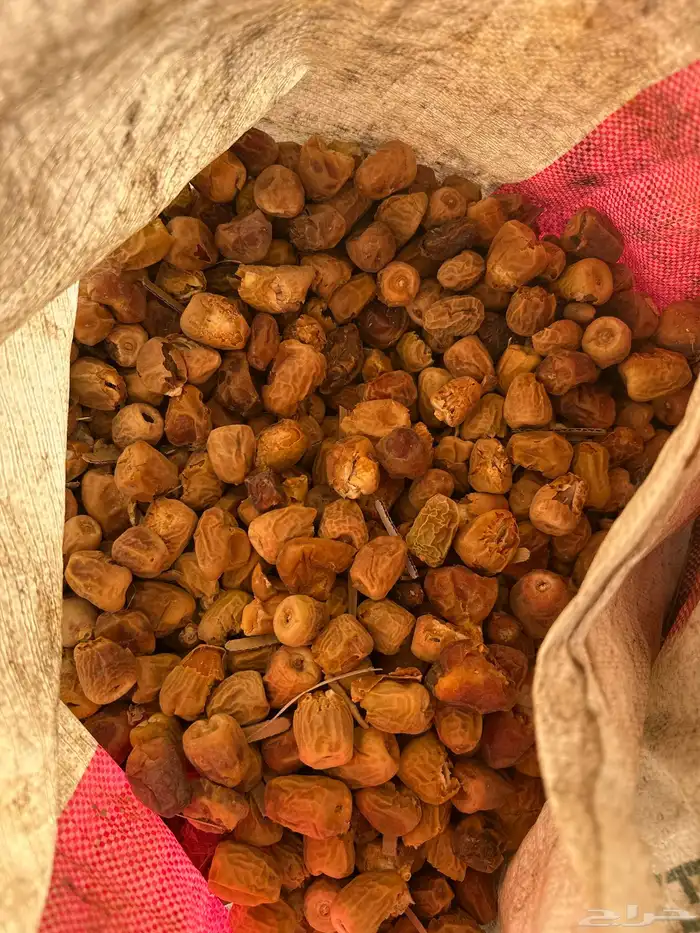 علف تمر 1