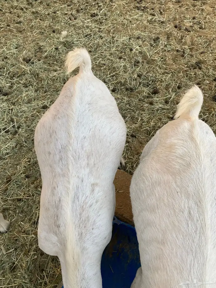 تيوس للبيع 4