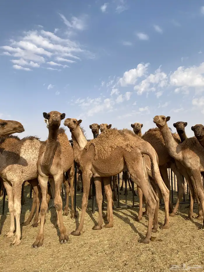 للبيع حشو بريه 2