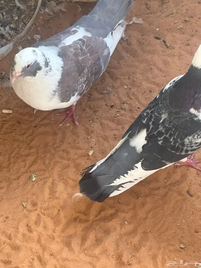 تم البيع 13