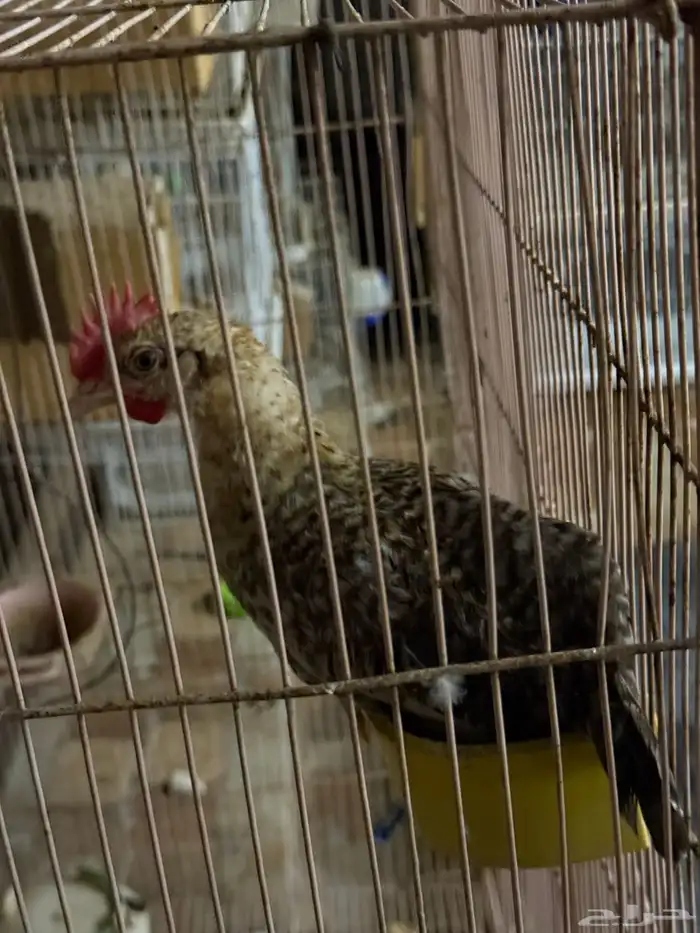 صيصان بلدي 1