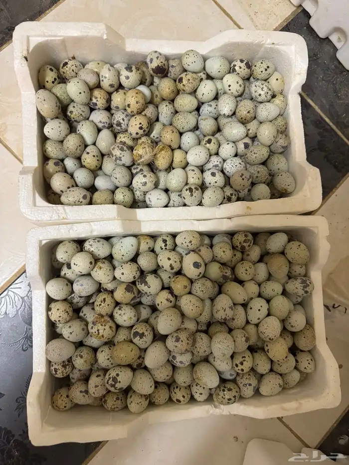 بيض سمان جامبو 0