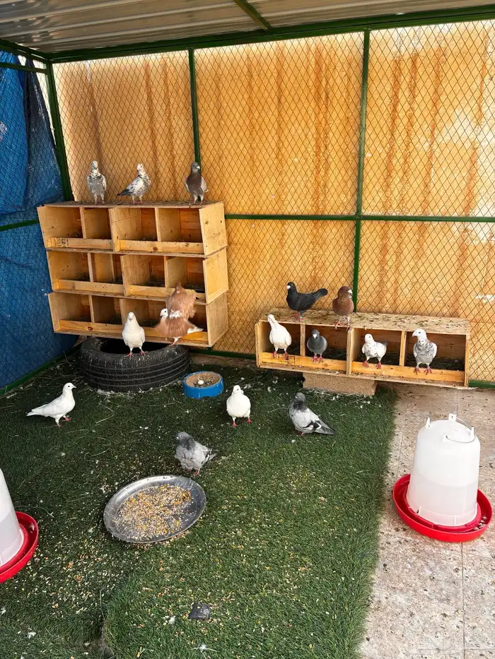 حمام هومر ( نوع من انواع الزاجل 1