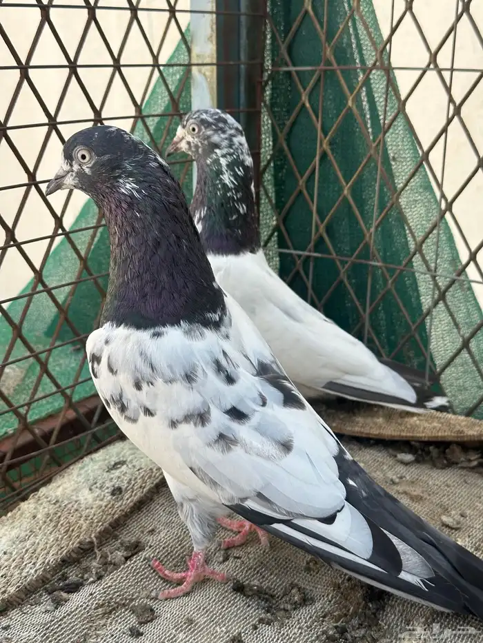 جوز تيدي 2