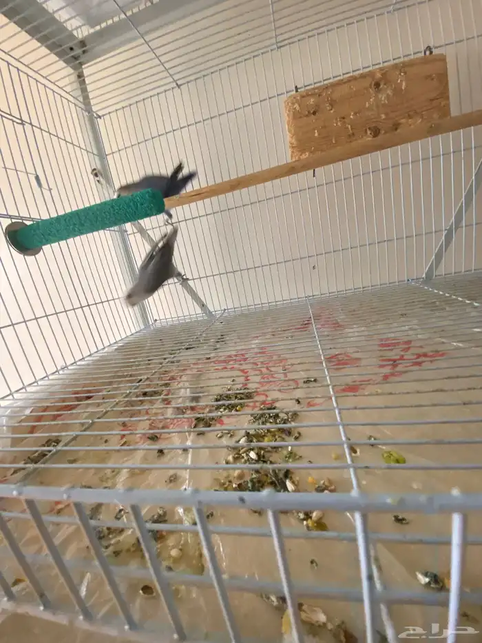 زوج روز جاهز للإنتاج 0