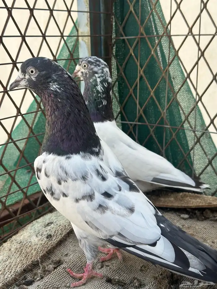 جوز تيدي 0