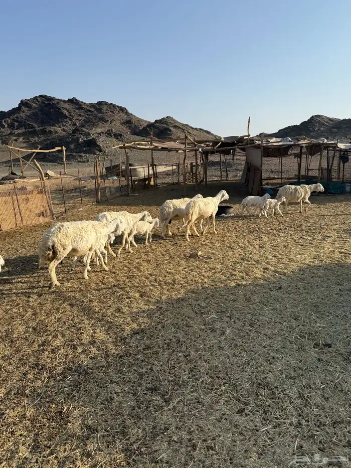 للبيع ضان ولد حبص 0